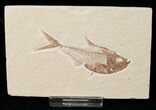 Small Diplomystus Fish Fossil - Wyoming #15943-1